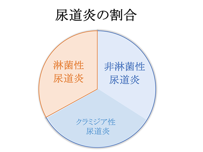 尿道炎の割合