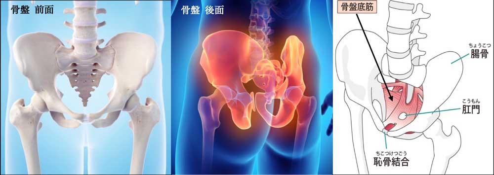 そもそも骨盤ってどこ?骨盤底筋ってどこの筋⾁?