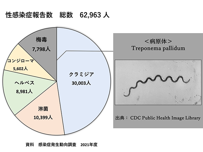梅毒報告数