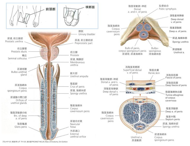 包茎と泌尿器科疾患の関係性